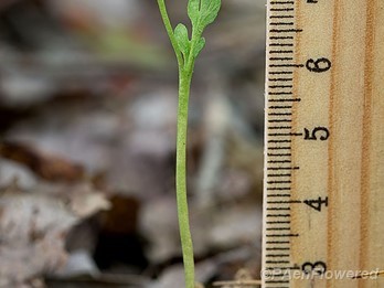 Plant form with ruler for scale